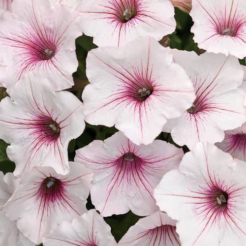 closeup image of several petunia blooms in pale white with deep red veining