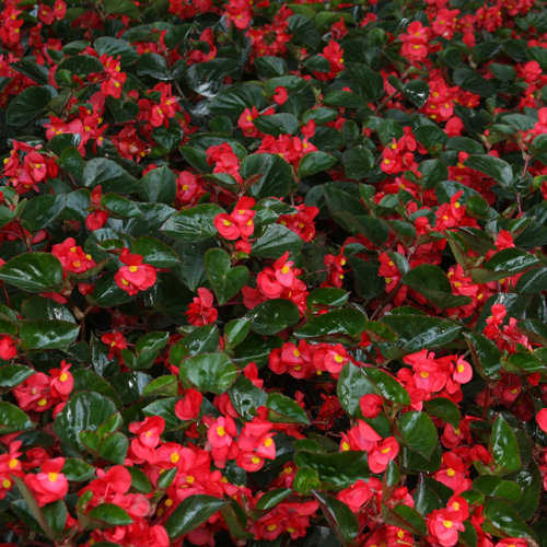 image of a field of begonias with  shiny green leaves and small bright red blooms with small yellow centers
