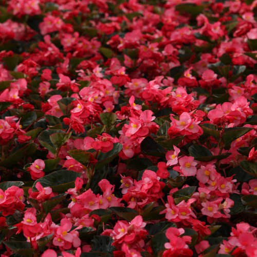 image of a field of begonias with  shiny green leaves and small bright red blooms with small yellow centers