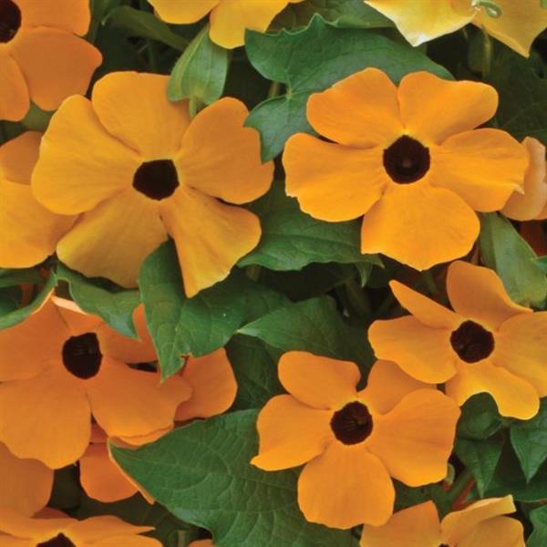 image of several blooms--five petal bright orange with dark centers