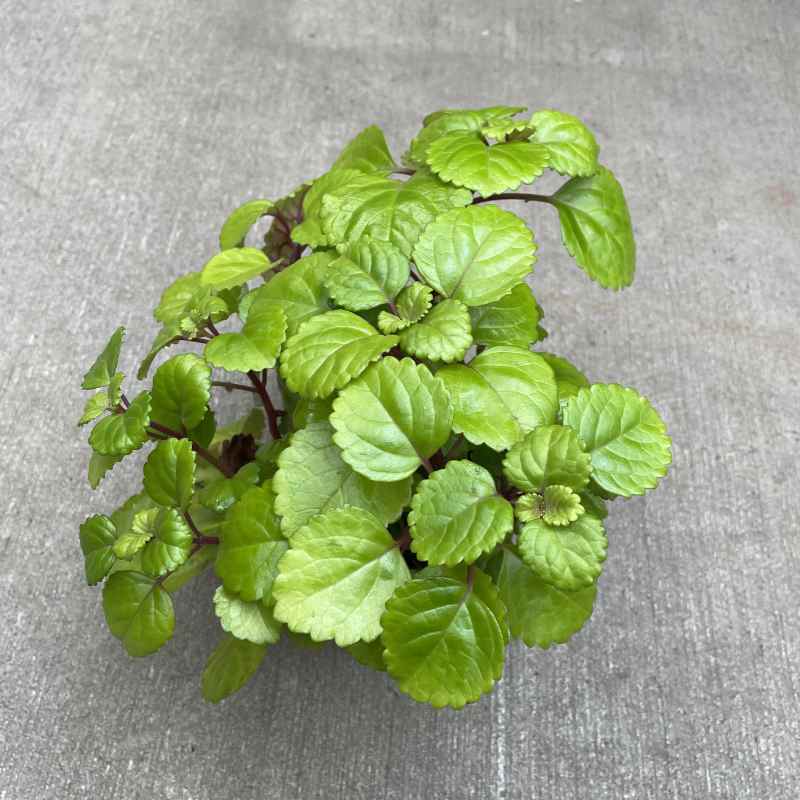 image of plants with many rounded bright green leaves with serrated edges