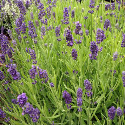 closeup image of plant in landscape with tall stems, long thing green leaves and flowers consisting of many clusters of small purple blossoms