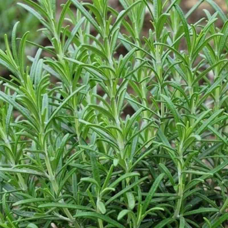 closeup image of plant with many tall stems sporting narrow needle like green leaves