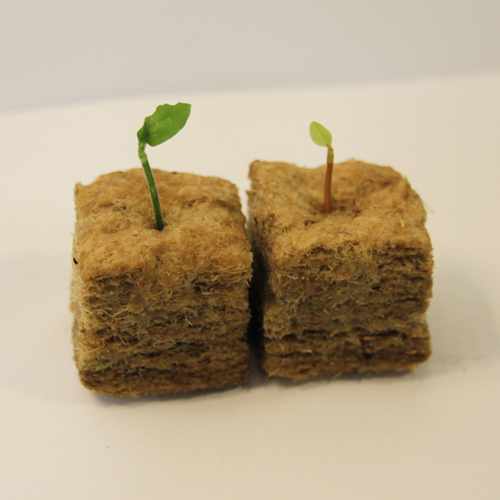 image of two small growing cubes, each with a seedling coming out of the top