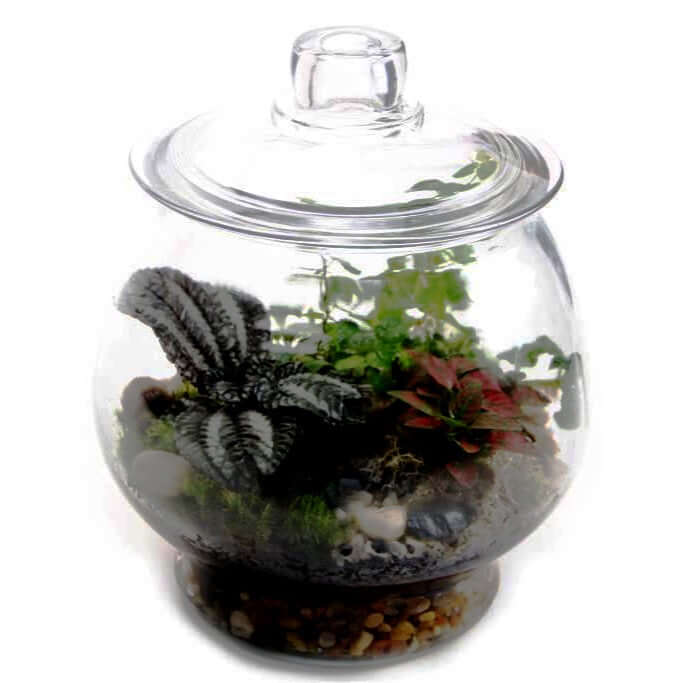 image of a round glass footed jar with glass lid, filled with rocks and small tropical plants