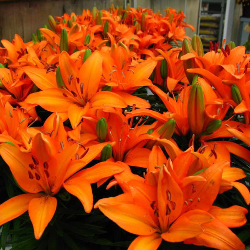 image of many plants with multiple trumped shaped bright orange flowers