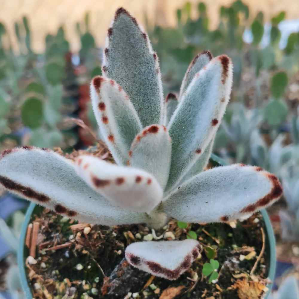 image of small plant with several fuzzy leaves resembling bunny ears.  Grey green in color, they have small brown accents on the edges