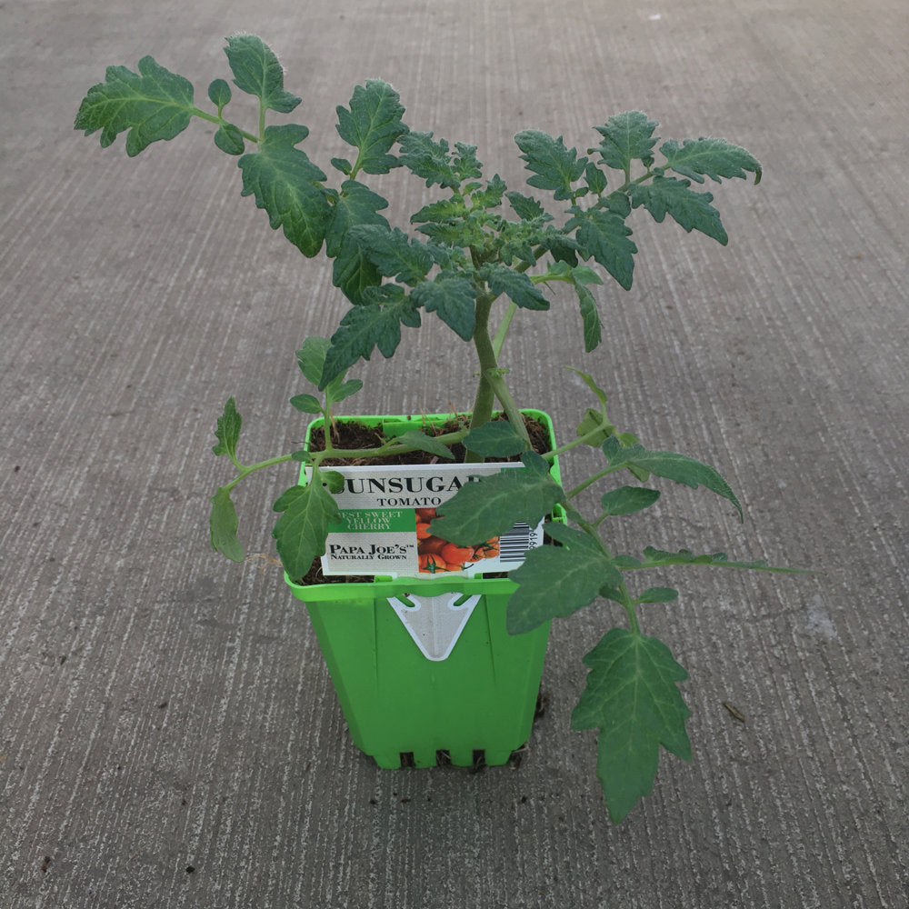 3.5 inch Sunsugar Tomato