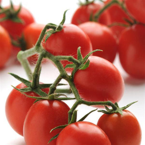 closeup image of several oval cherry sized tomatoes on vines against a white background