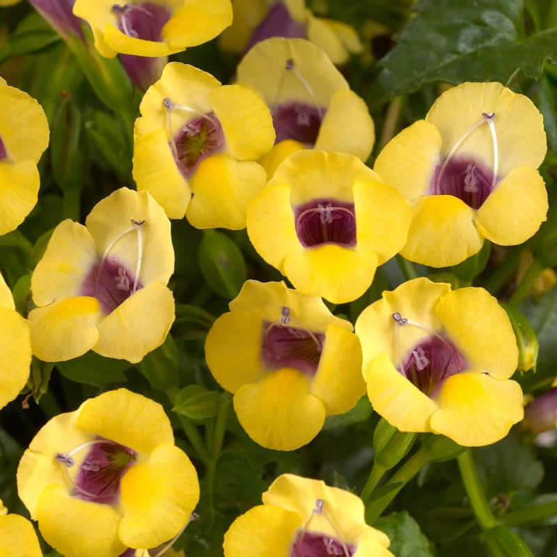 closeup image of flowers with bright yellow petals moving down into a purple throat