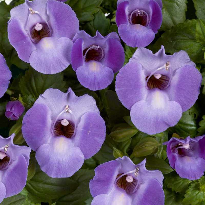 closeup image of flowers with bright yellow petals moving down into a purple throat