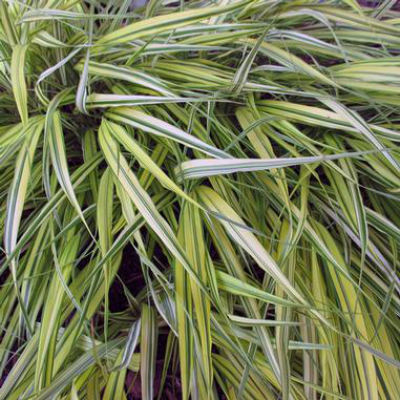 closeup image of plant showing multiple thin blade like leaves with yellow and green striping