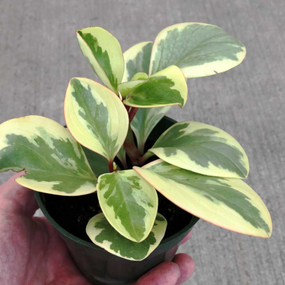 image of small plant with several oval leaves with creamy yellow edges and medium green centers