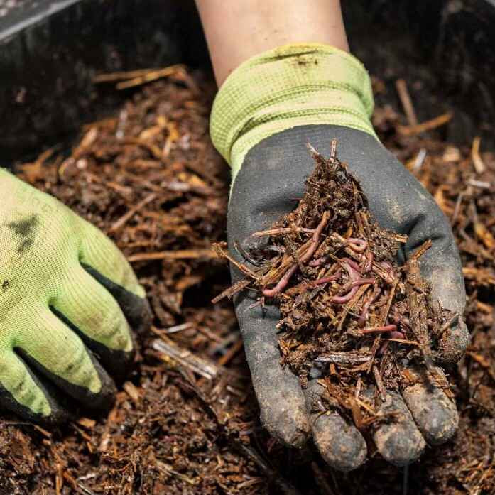 image of gloved hand holding a mix of shredded wood material and worm, in front of a bin filled with the same vermicompost