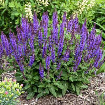 image of plant in landscape with pointed oblong leaves and spiked stems with a profusion of tiny purple flowers on each spike.