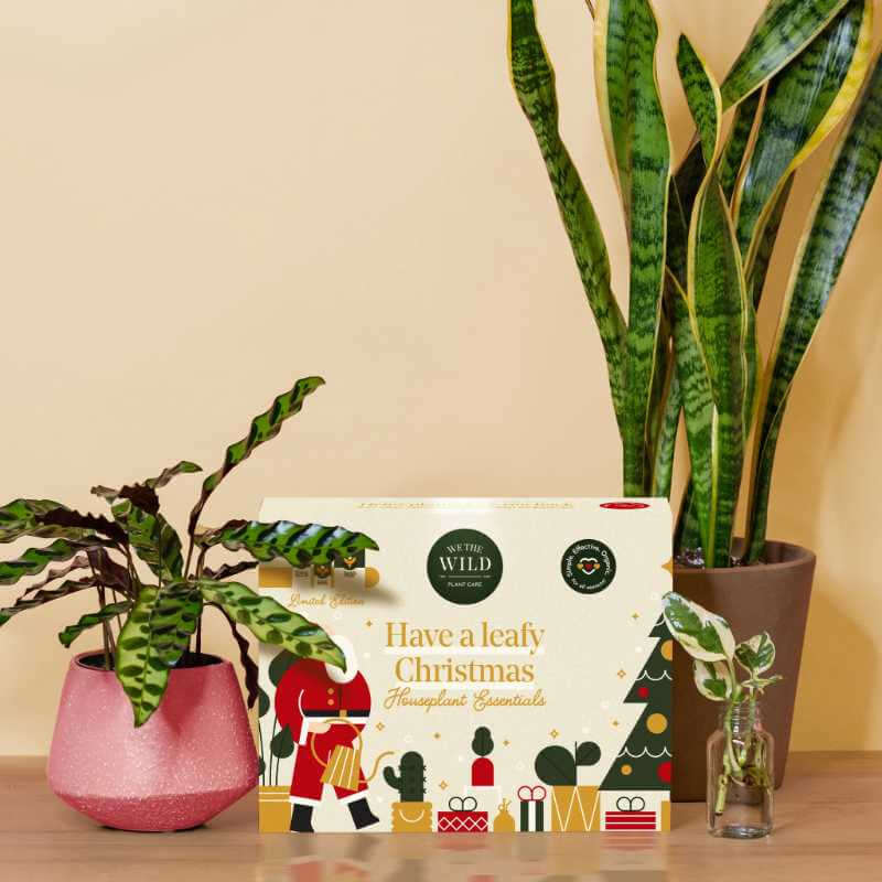 image of we the wild gift box with the words have a leafy christmas.  A calathea plant is on the left side and a tall snake plant on the right