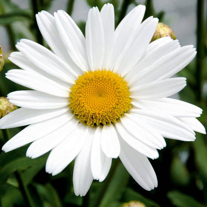 closeup image of daisy bloom with bright white elongated petals and a large bright yellow center