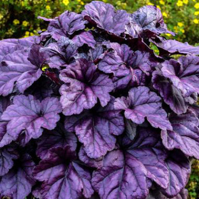 closeup image of plant with many ruffled edge deep purple leaves with deep veining