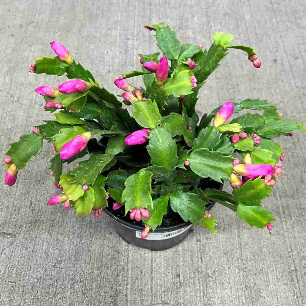image of zygo christmas cactus from above, with jagged green leaves and bright pink buds